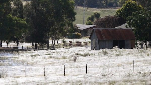 Angel Hair in Wagga Wagga