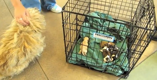 mama dog in labor gets rescued
