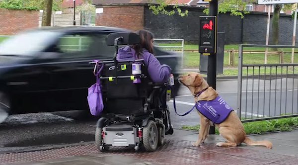 Griffin the assistance dog