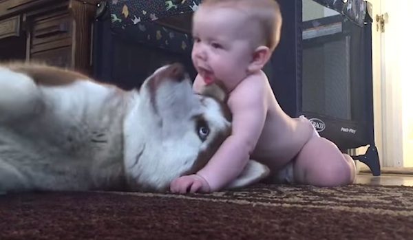 baby and husky
