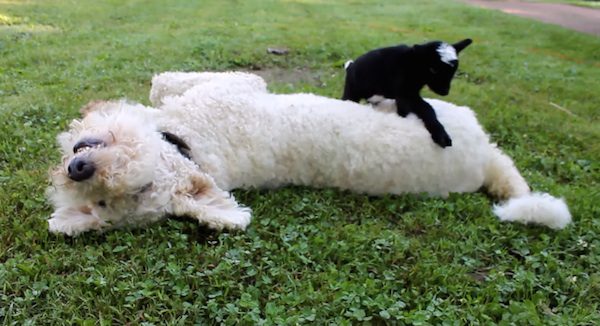 baby goat on dog