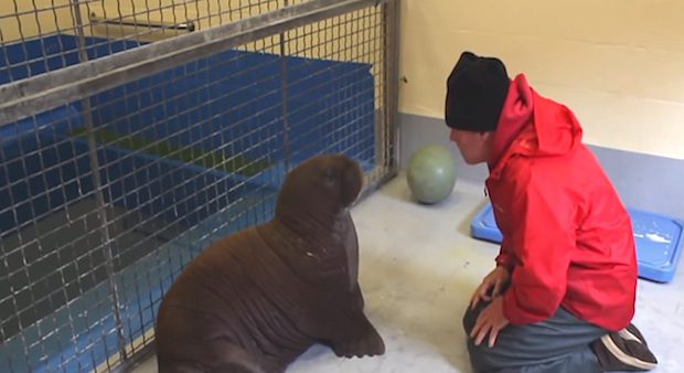 Baby walrus rescued