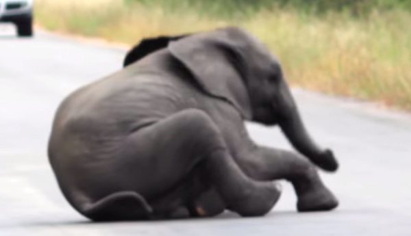 Herd Of Elephants Help Baby Elephant After He Collapses On Road