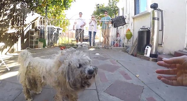 homeless bichon rescue