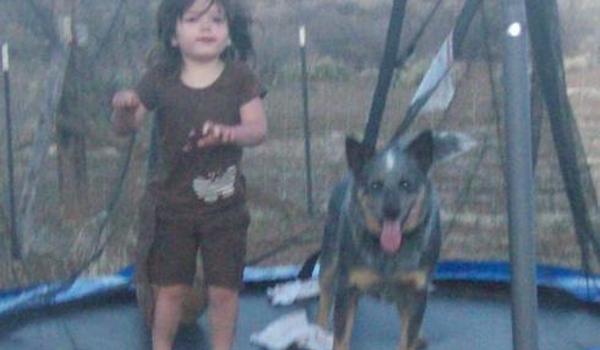 heroic dog