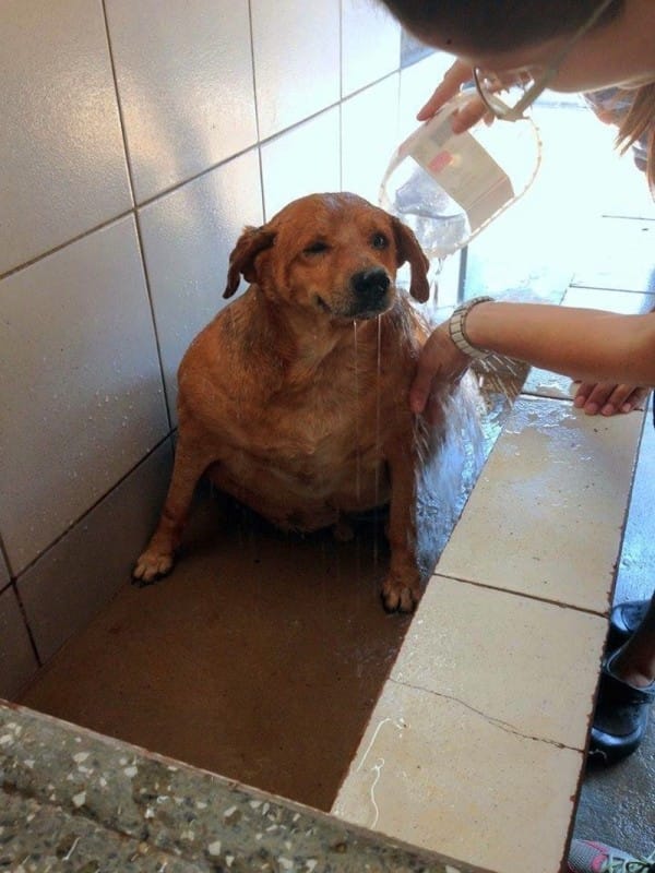 bolinha-4