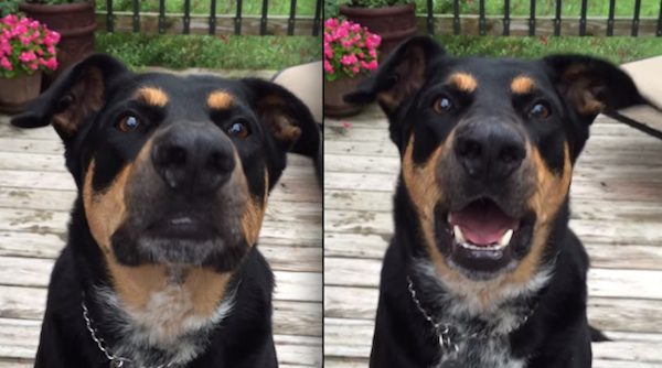dog learns to whisper