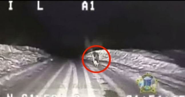 Buddy the dog runs for help