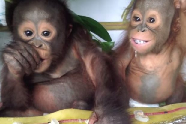 budi-eating
