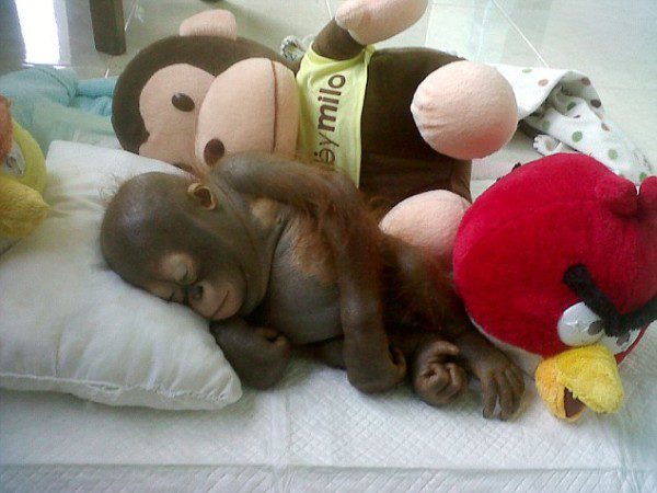Budi resting at the International Animal Rescue centre in Kentapang, Borneo.