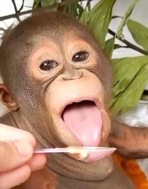 Photo credit: International Animal Rescue