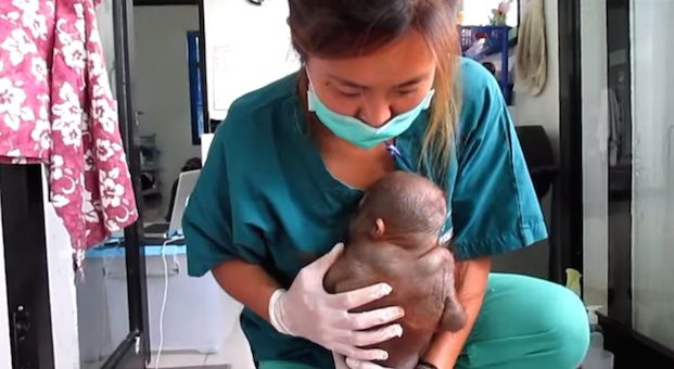 budi the baby orangutan with nurse
