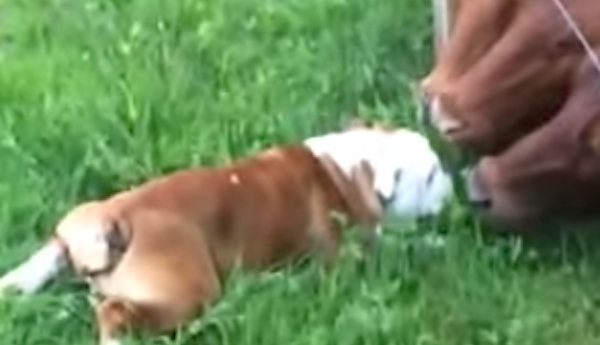 bulldog meets bulls