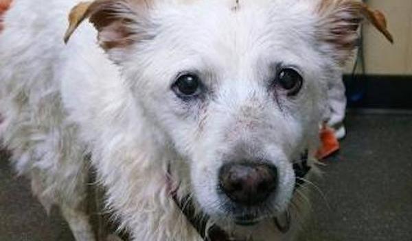 Man Sees Old Stray Dog Freaking Out In A Cage And Knows He Has To Act To Save Her