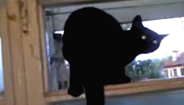 Funny Cat Barks Like A Dog, But When He Realizes He’s Being Watched, He Gets Even Stranger