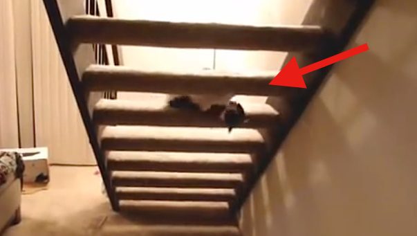 cat scales stairs