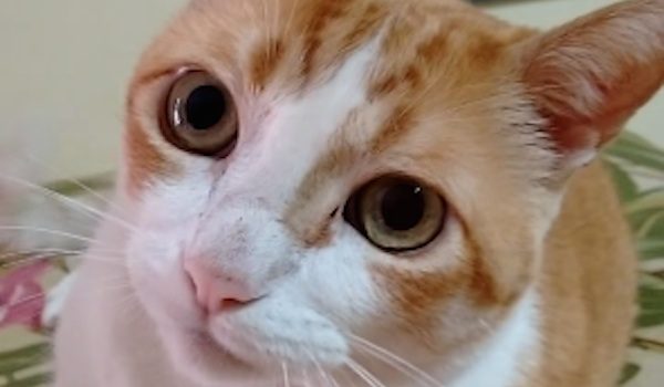 Cat sings song with human