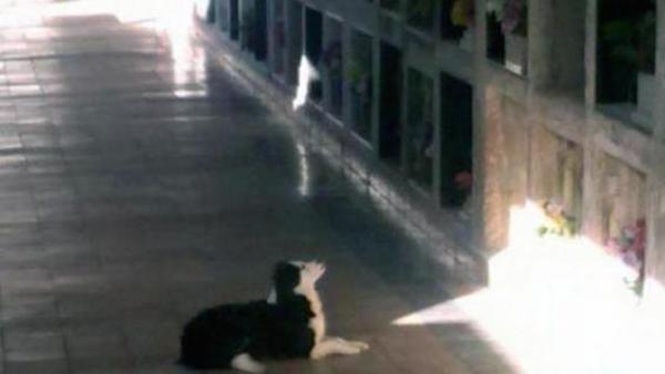 loyal dog at cemetery