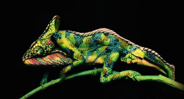 Chameleon surprise