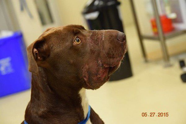 charleston-animal-society