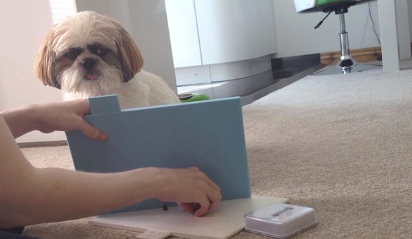 Cooper the Shih Tzu