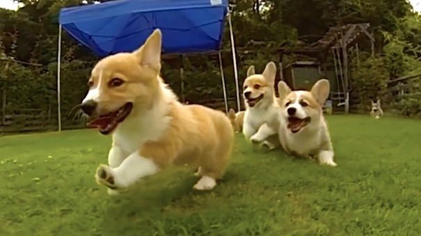 Corgi puppies