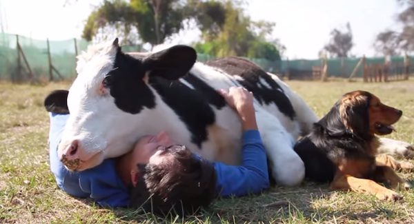 Cow Was Rescued From Slaughter And Now He Spends His Days Cuddling