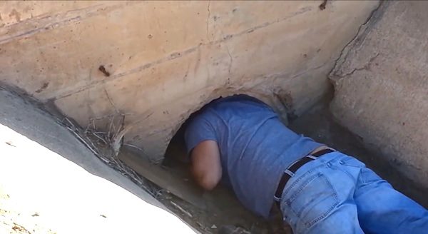 puppies in culvert