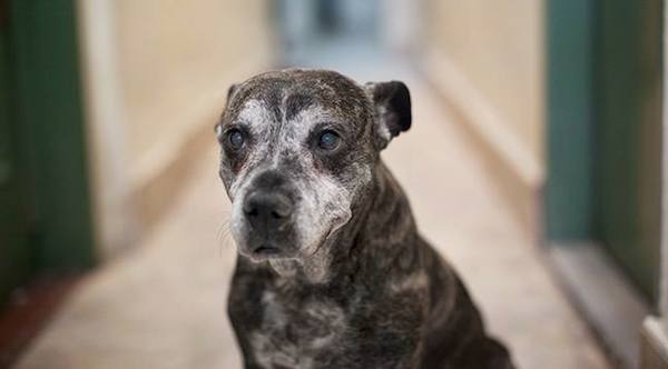 Dog Hospice Program Gives Terminally Ill Shelter Dogs Loving Homes Before Crossing Rainbow Bridge