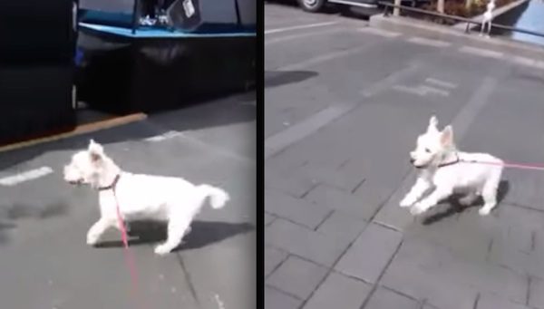 Boy the dog dances to rock