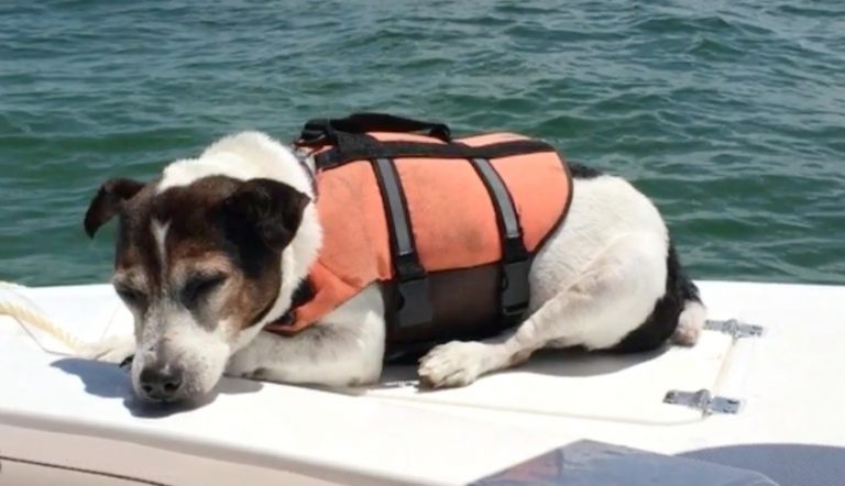 dog at sea