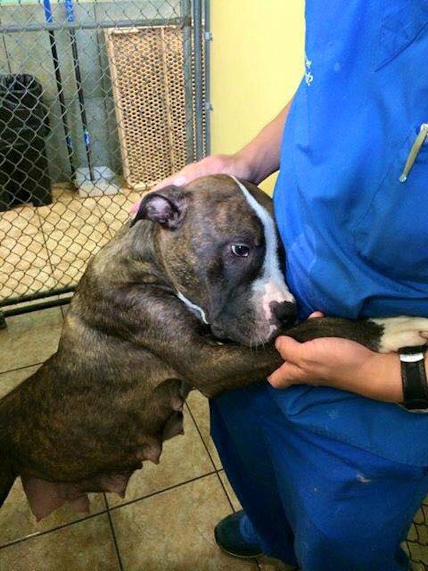dog-family-rescued-2
