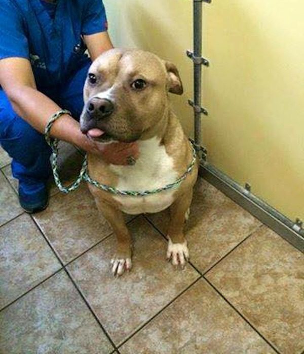 dog-family-rescued-3