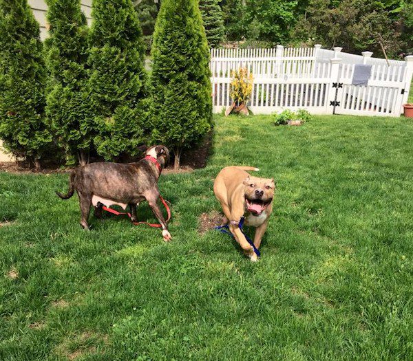 dog-family-rescued-4