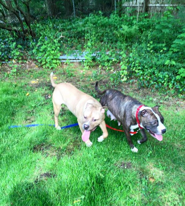 dog-family-rescued-5