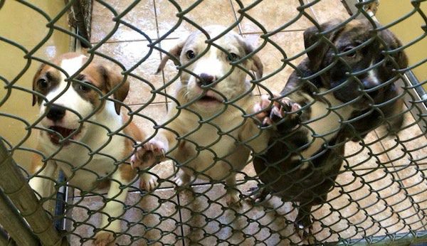 dog-family-rescued