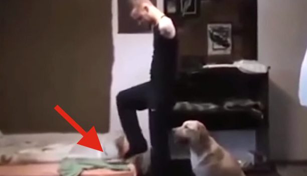 dog helps man without arms