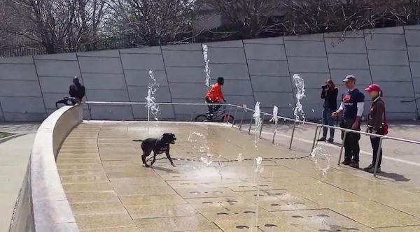 dog in fountain