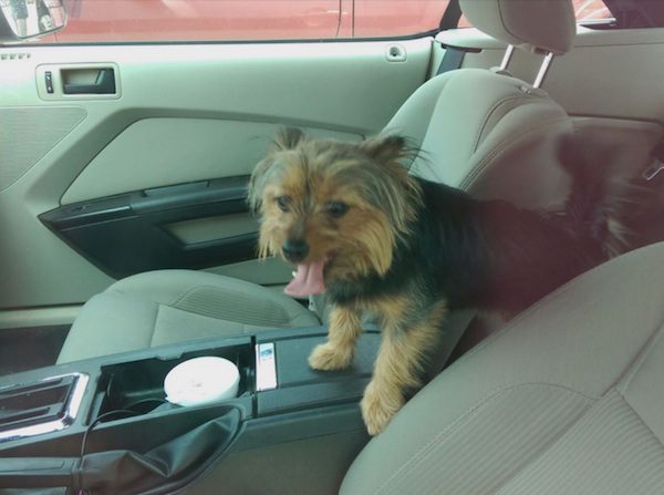 dog-in-hot-car