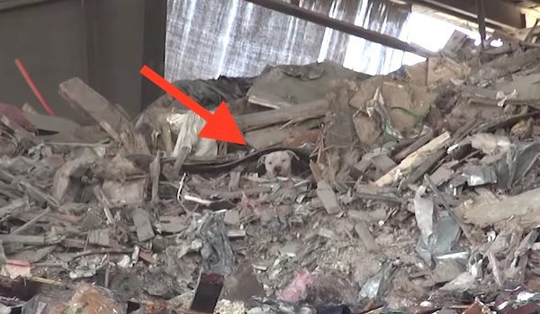 dog rescued from trash heap