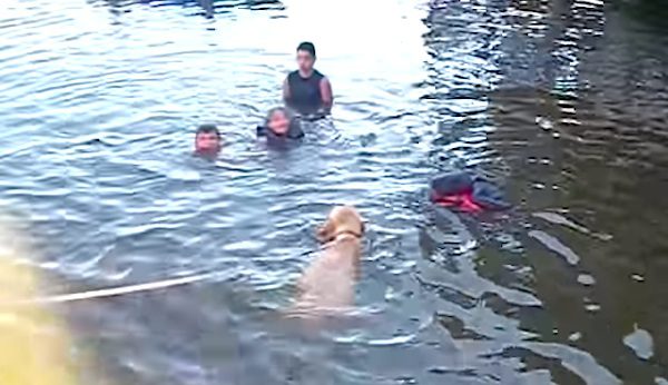 puppy saves girl in water