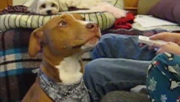 dog says i love you