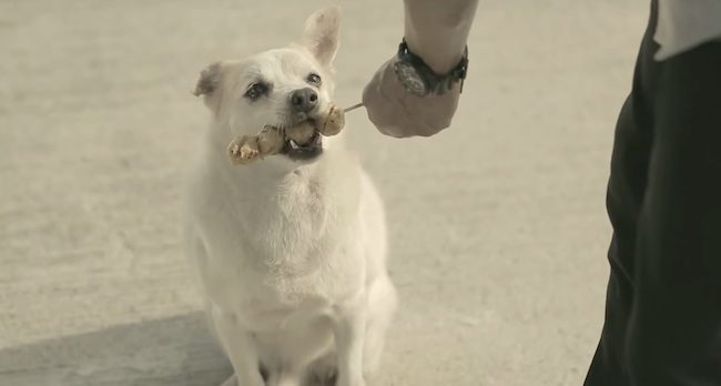 stray dog repays kindness