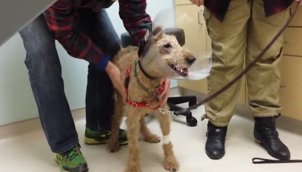 Duffy the Irish Terrier