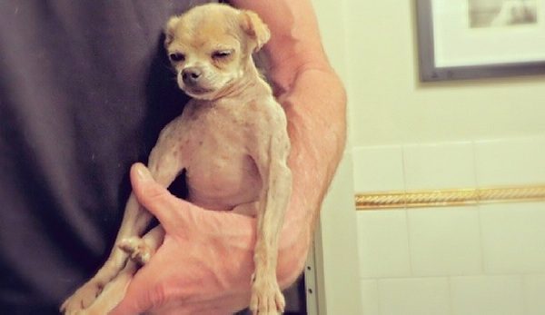 Engelbert the rescue dog