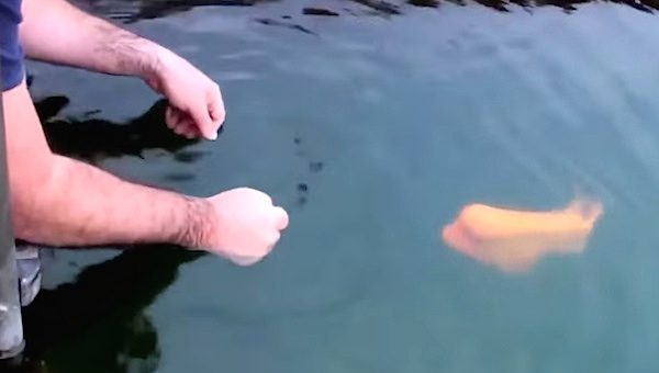 flowerhorn fish