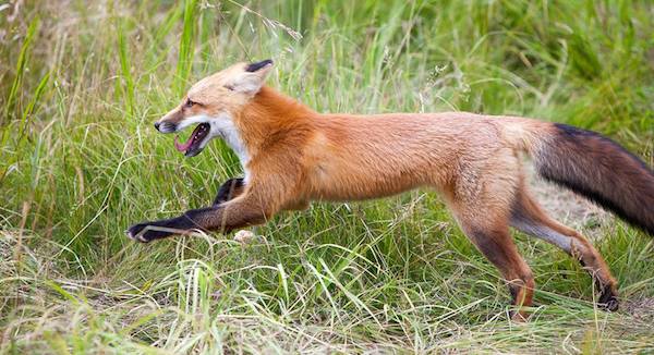 fox-habitat