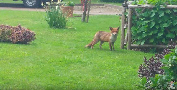 fox-rescue-1