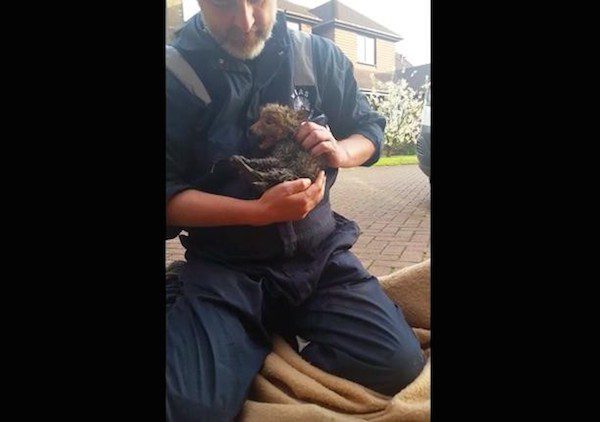 fox-rescue-3