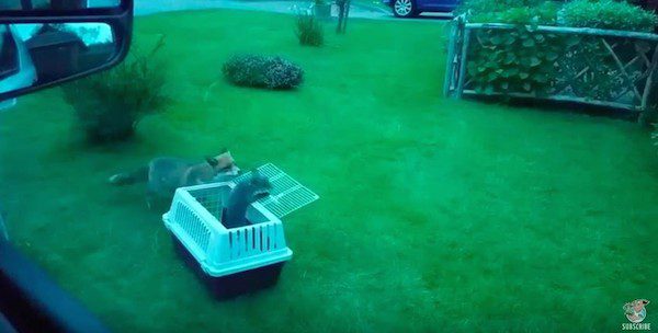 fox-rescue-4